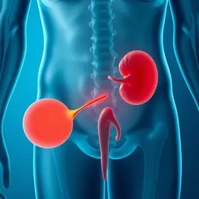 Infecção urinária sintomas e causas: sinais, causas e quando procurar atendimento