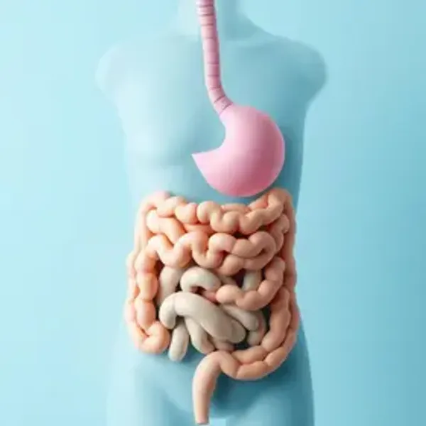 Síndrome do intestino irritável sintomas: sinais, causas e quando procurar atendimento